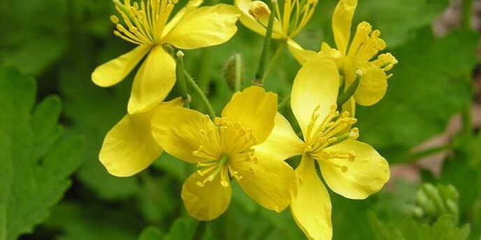 herbal celandine from psoriasis on the elbows